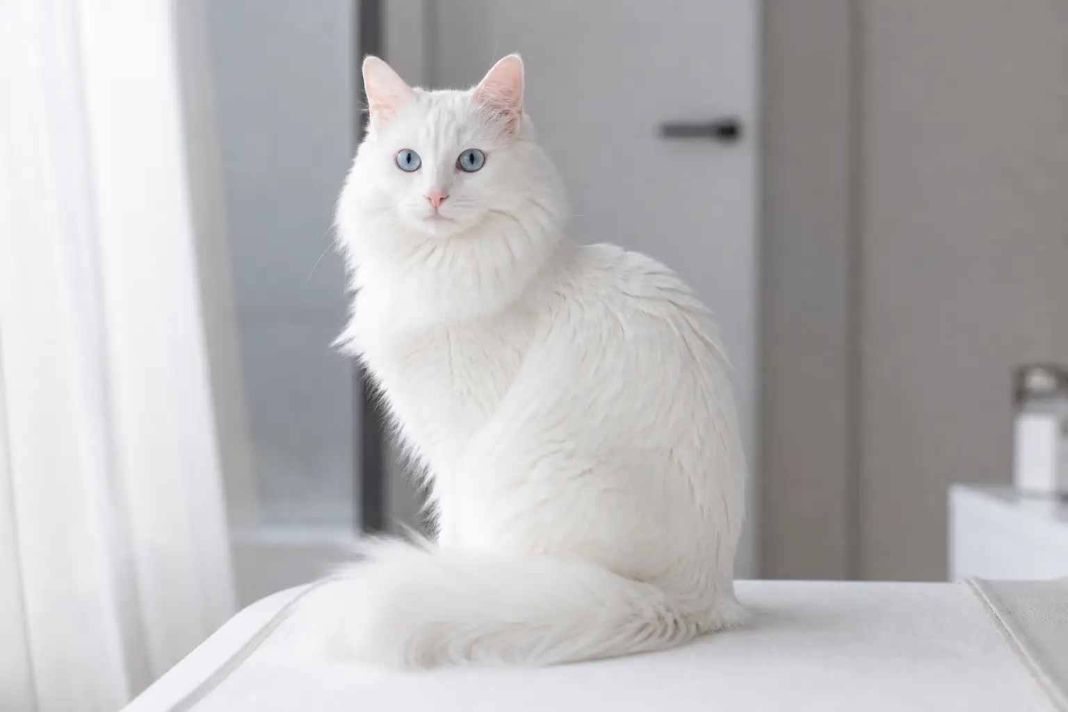 Ангорская кошка